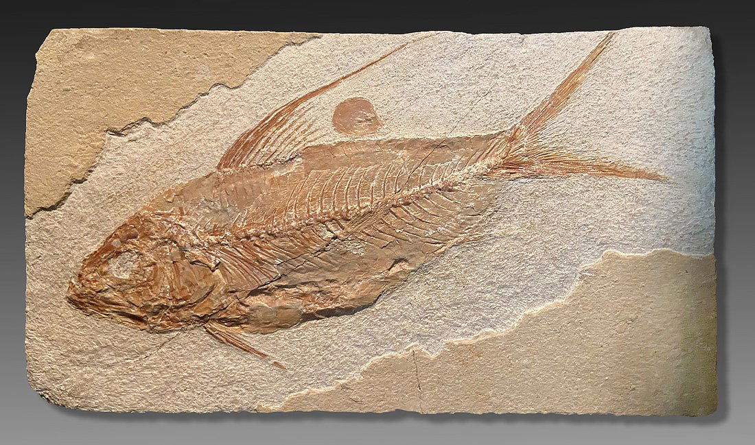 Fossil Fish ca. Upper Cretaceous (1 of 1)