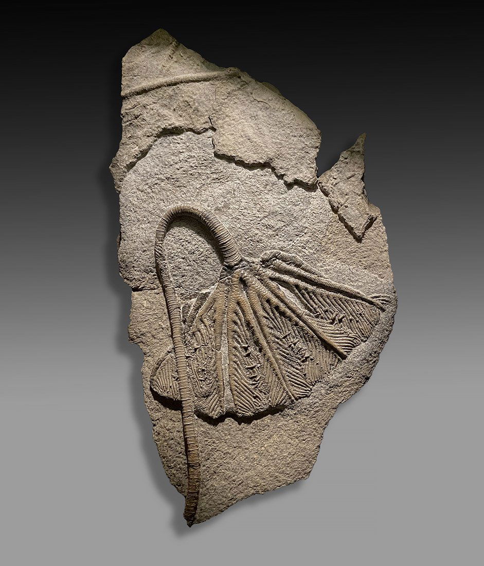 Crinoid Fossil ca. Late Triassic (1 of 1)