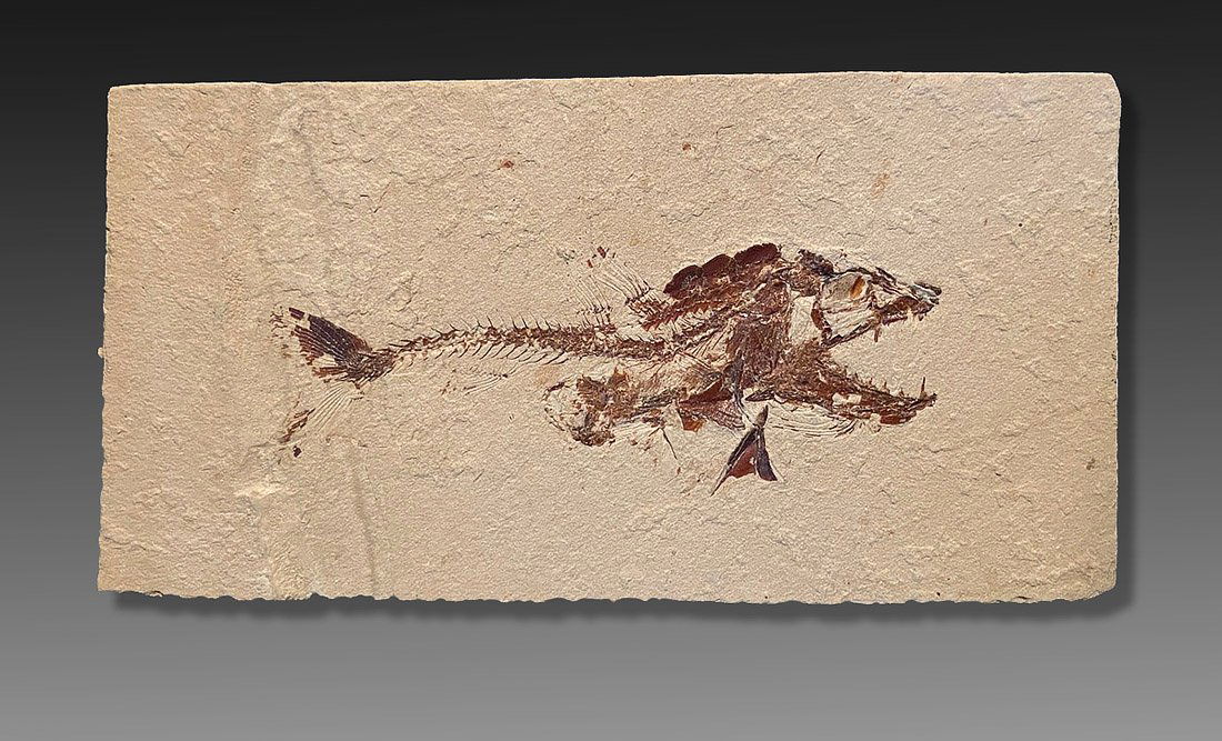 Fossil Viper Fish ca. Middle Cretaceous (1 of 1)