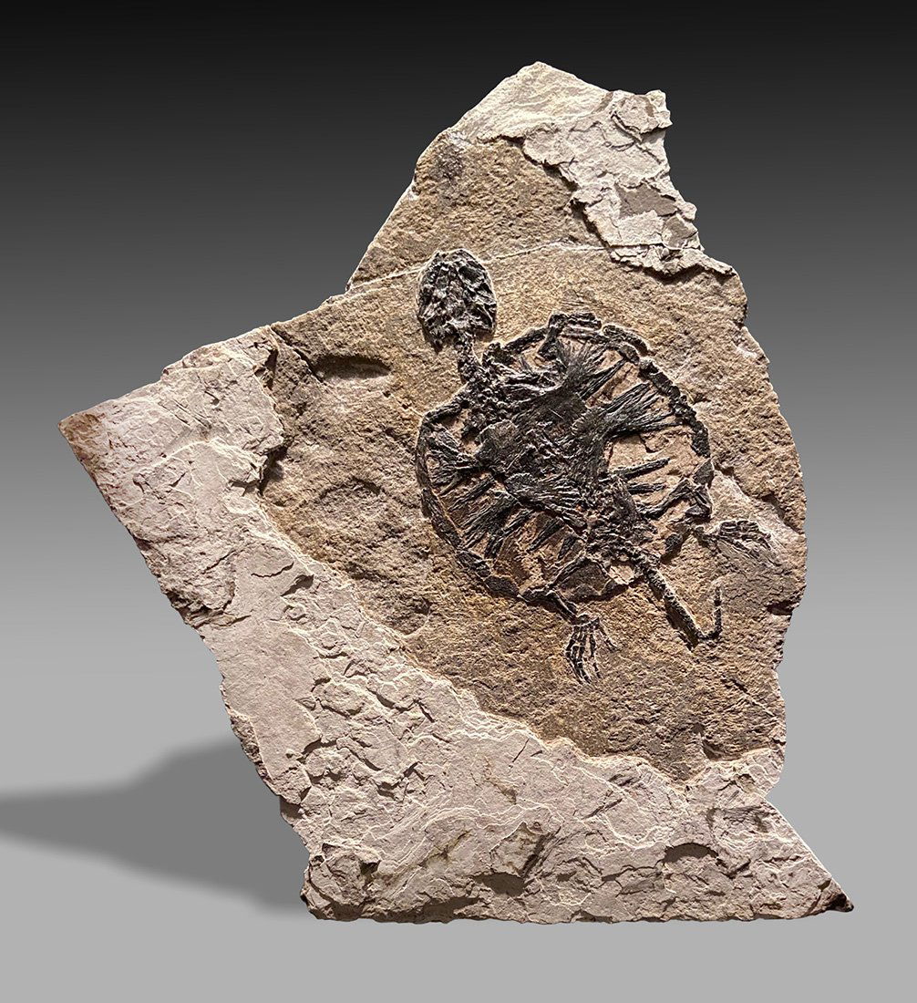 Turtle Fossil ca. Early Cretaceous (1 of 1)