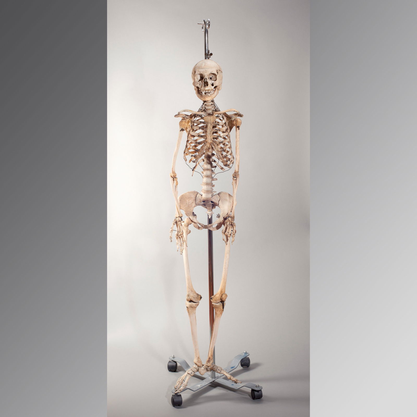Fine Antique Human Skeleton (1 of 7)