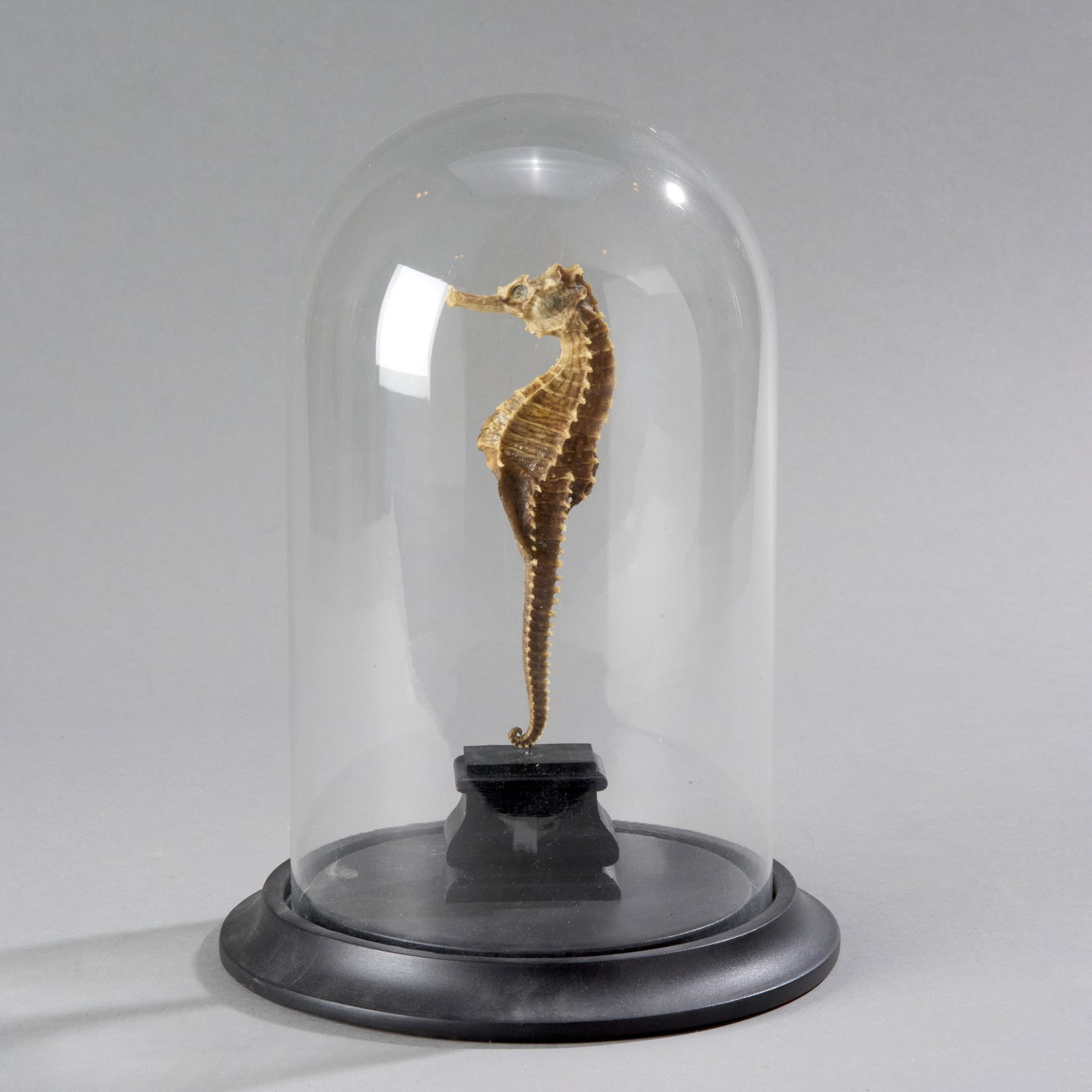 Large Taxidermy Seahorse (1 of 2)