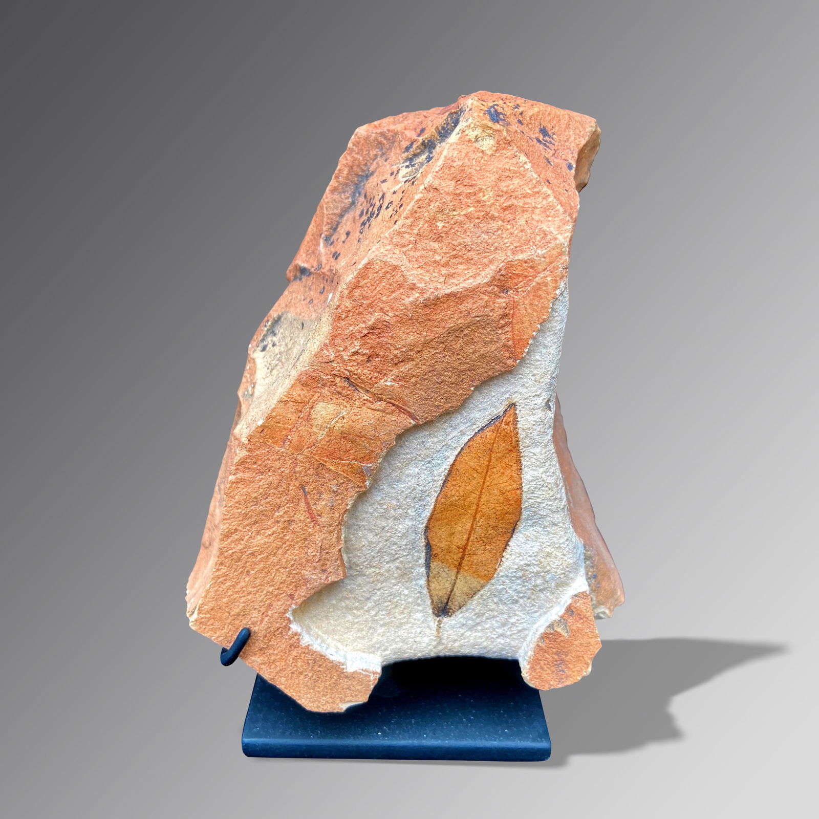 Leaf Fossil (Unidentified sp.) (1 of 1)