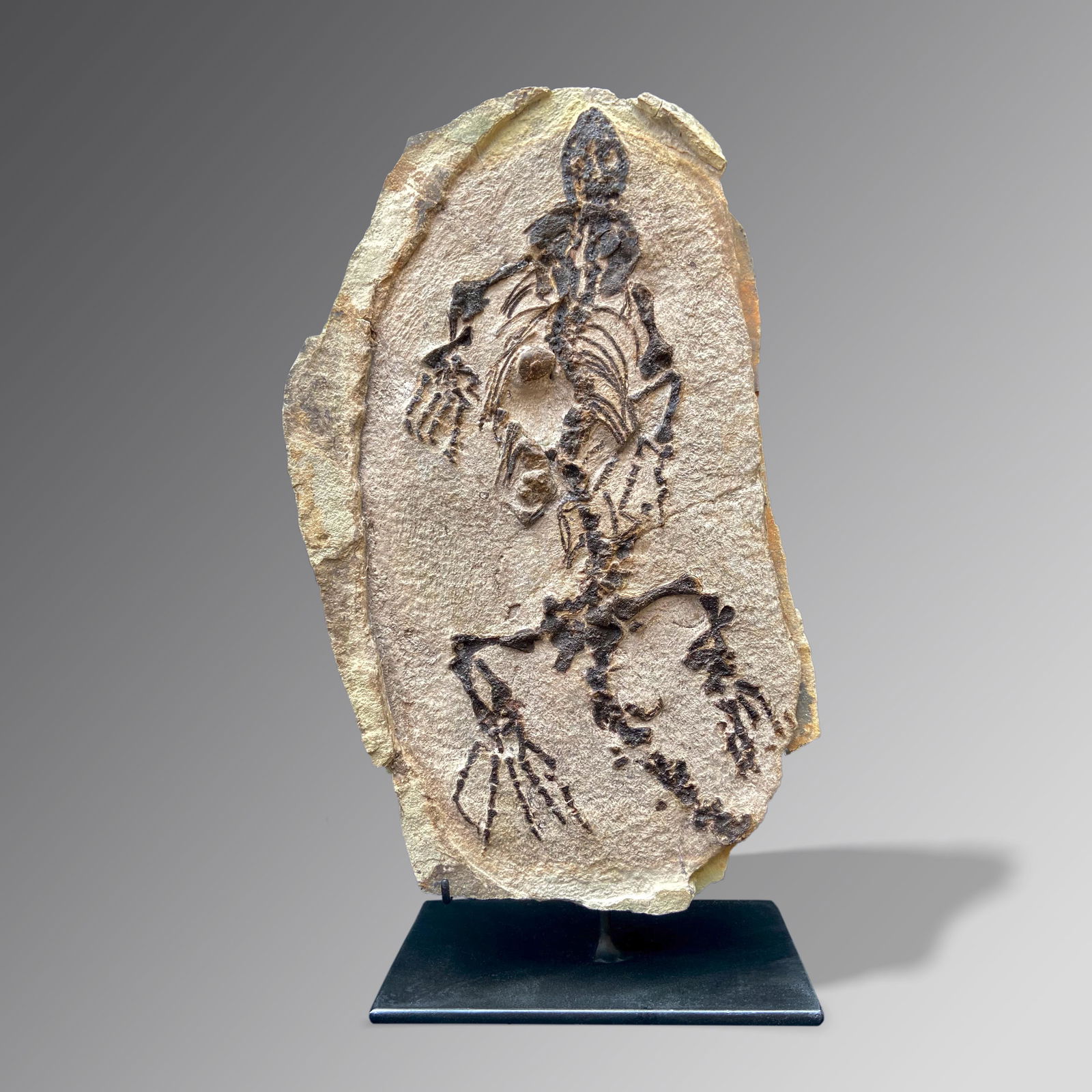 Fossil Parareptile (Barasaurus besairiei) (1 of 1)