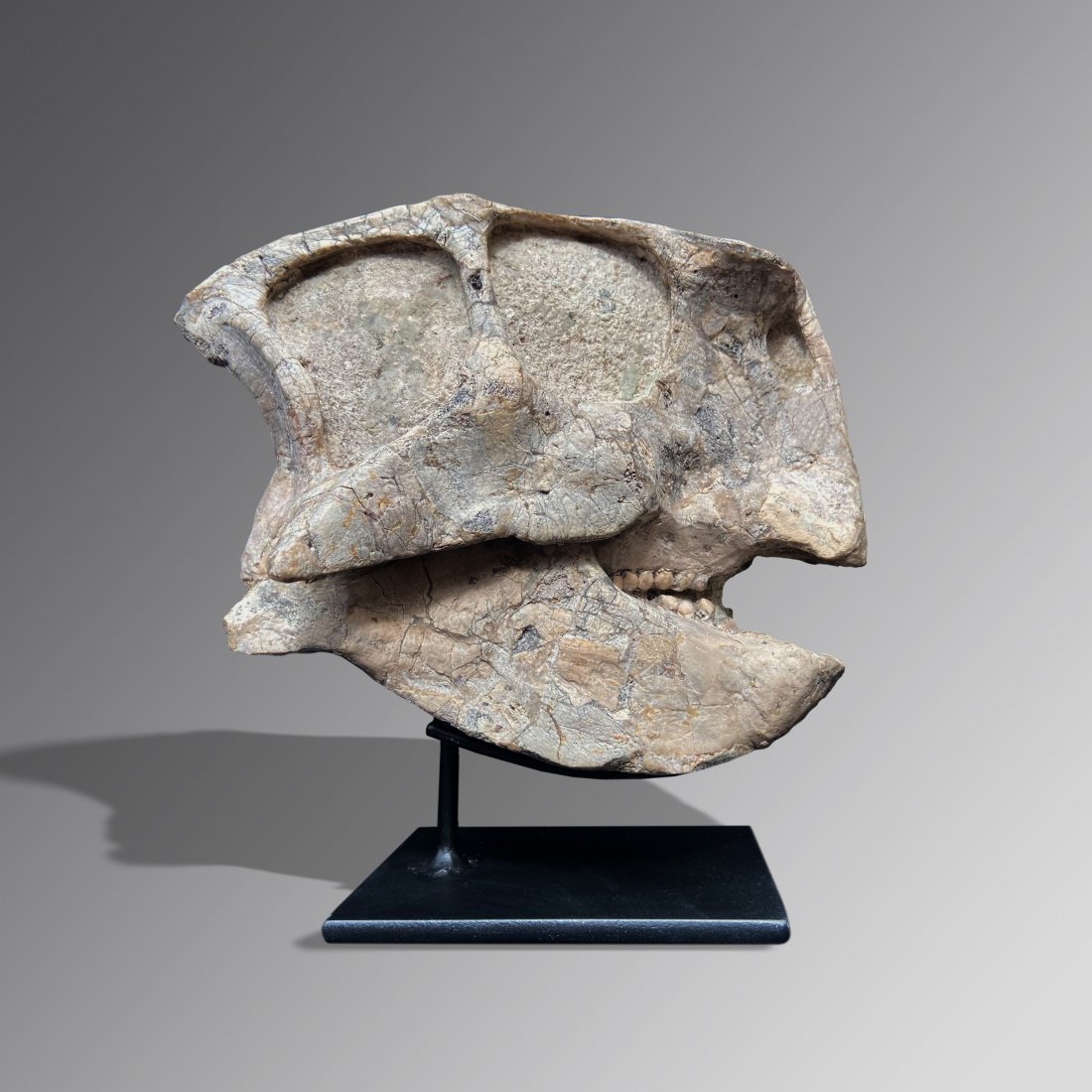 Dinosaur Skull (Psittacosaurus) (1 of 2)