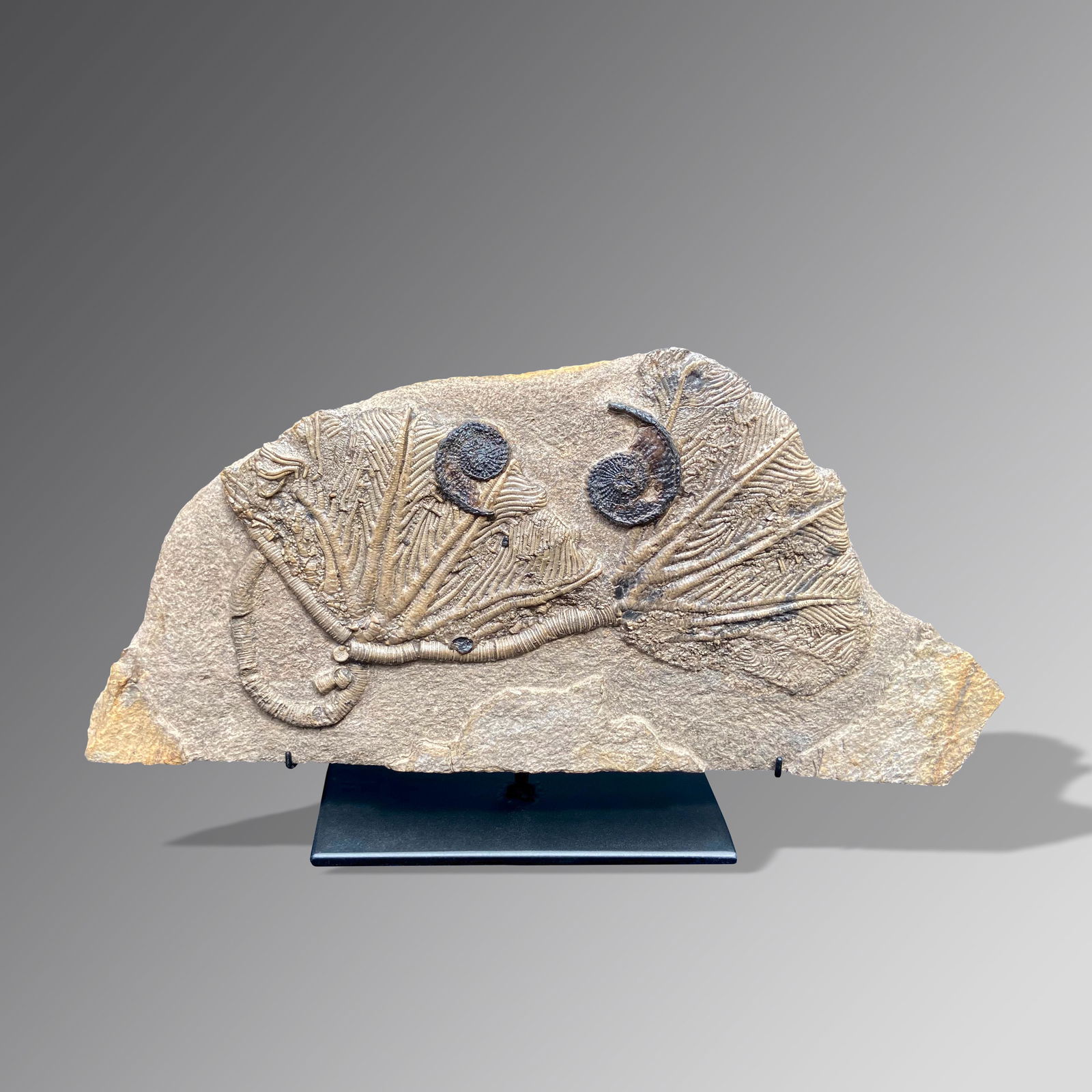 Fossil Double Crinoid (Traumatocrinus) with 2 Ammonites (1 of 1)