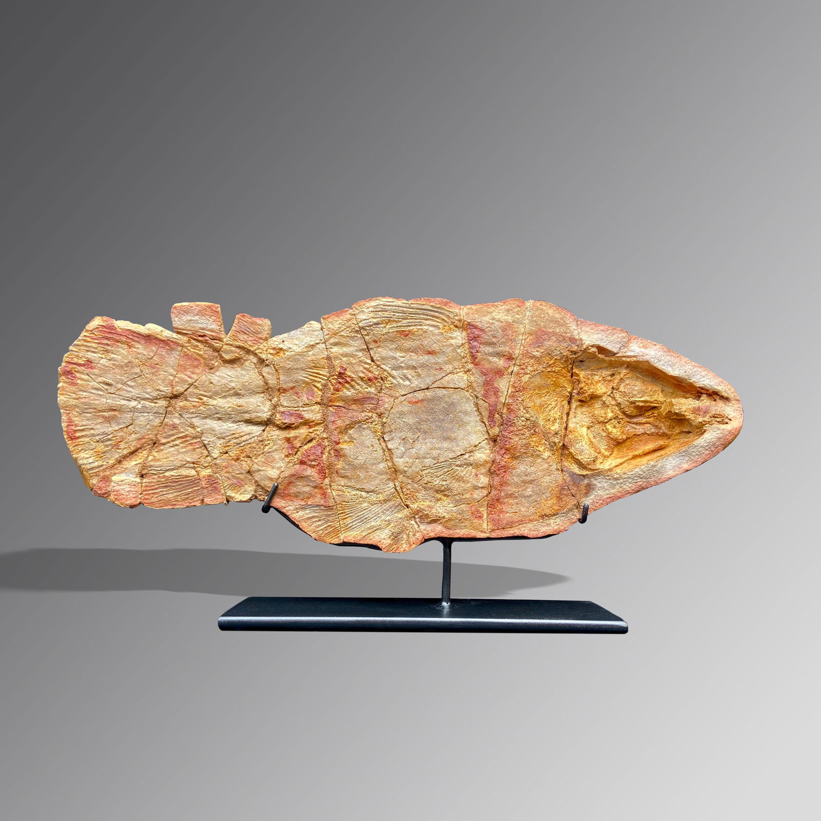 Fossil Fish (Coelacanth) (1 of 1)