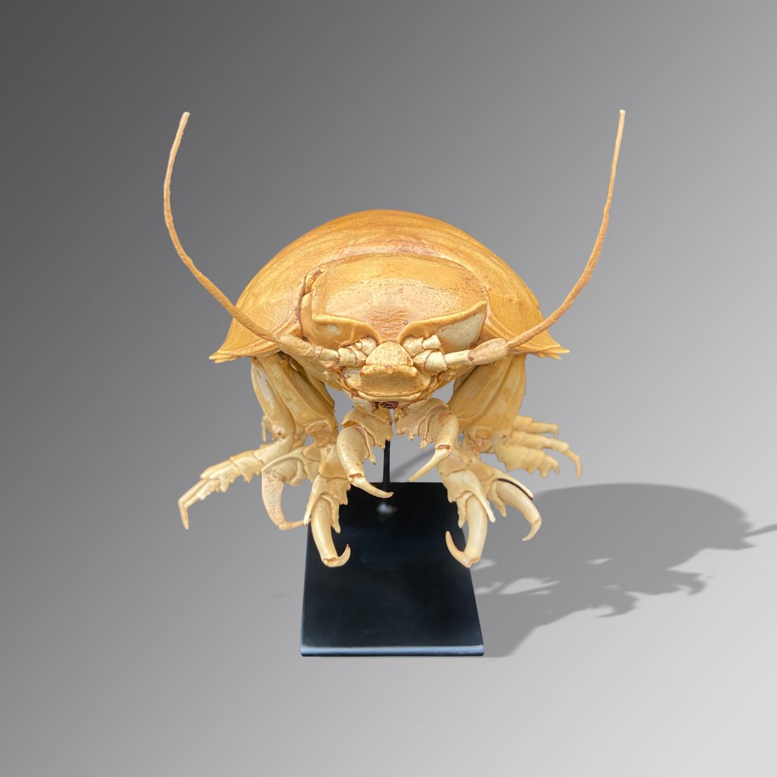 Giant Isopod (Bathynomis giganteus) (1 of 2)