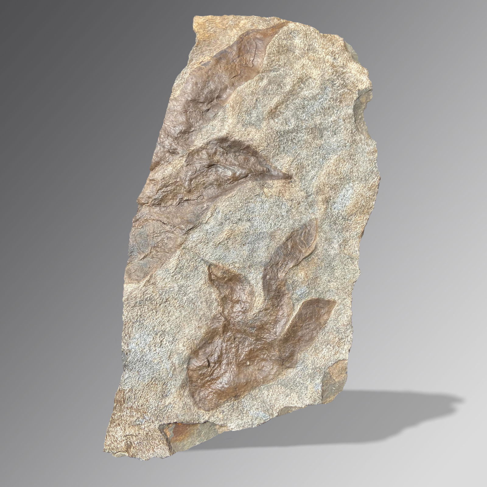 Fossil Dinosaur Tracks (Grallator & Anchisauripus) (1 of 1)