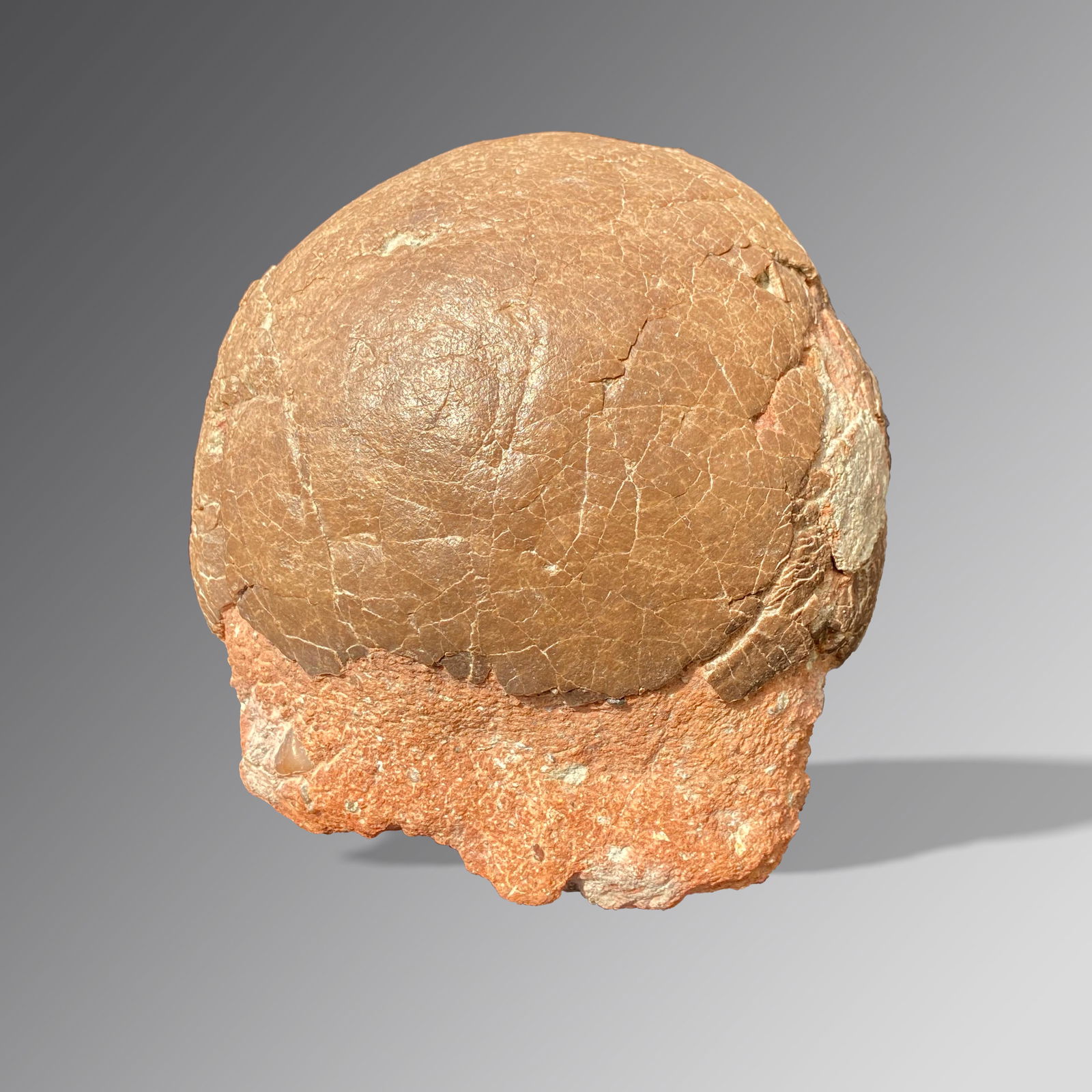 Fossil Dinosaur Egg (Hadrosaurus) (1 of 2)