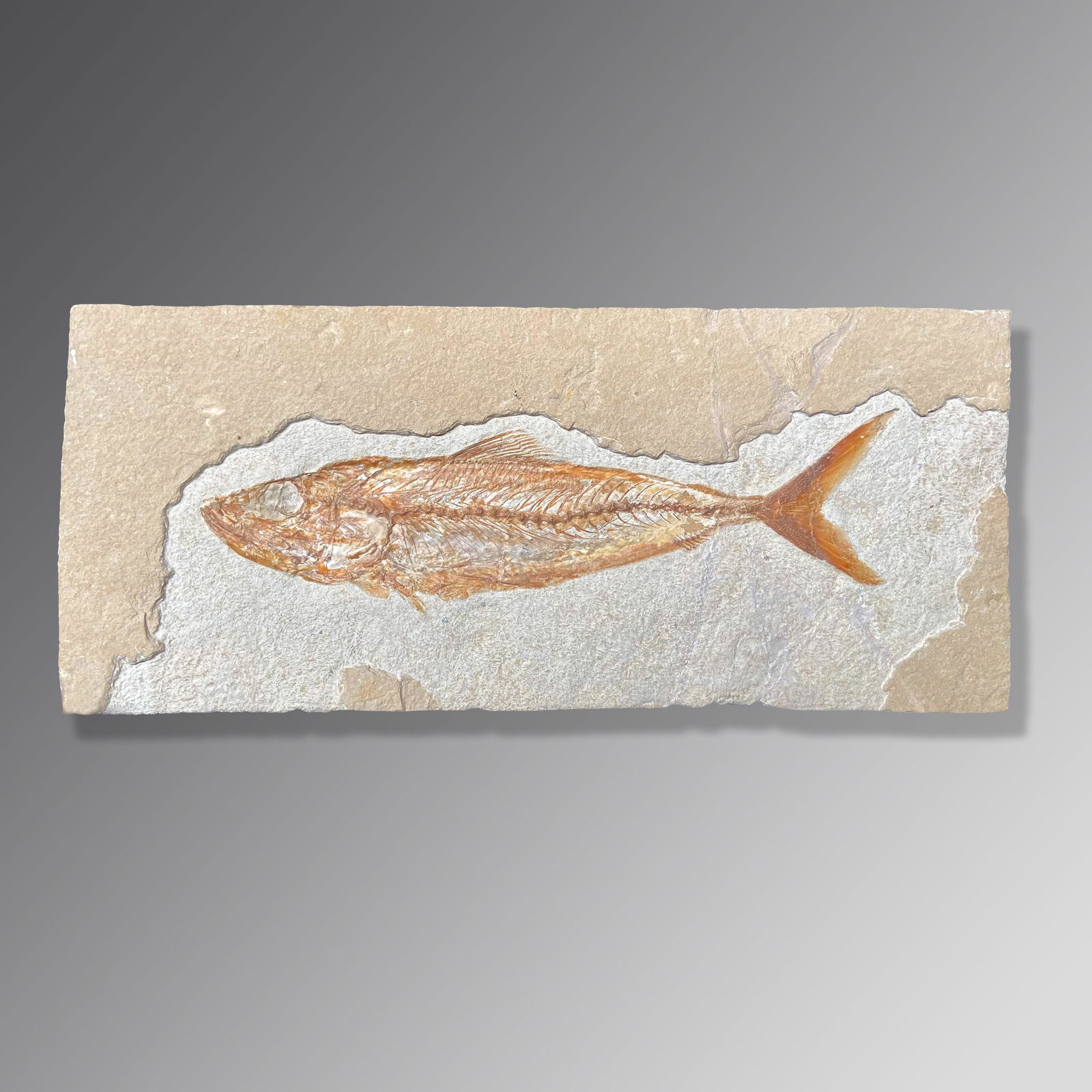 Fossil Fish (Halec) (1 of 1)