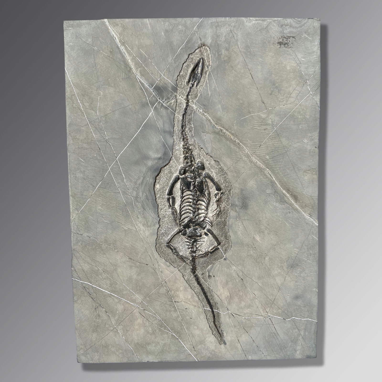 Fossil Marine Reptile (Keichousaurus) (1 of 1)