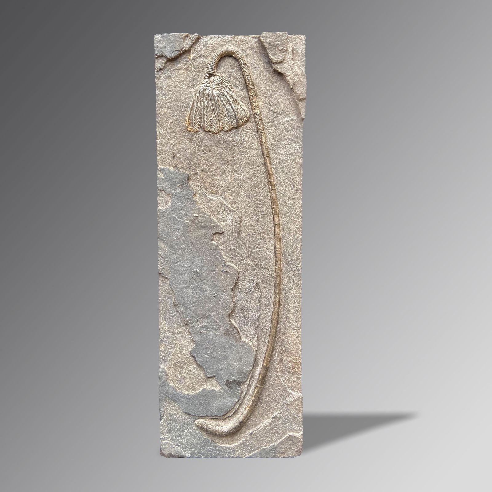 Fossil Crinoid (Traumatocrinus) (1 of 1)