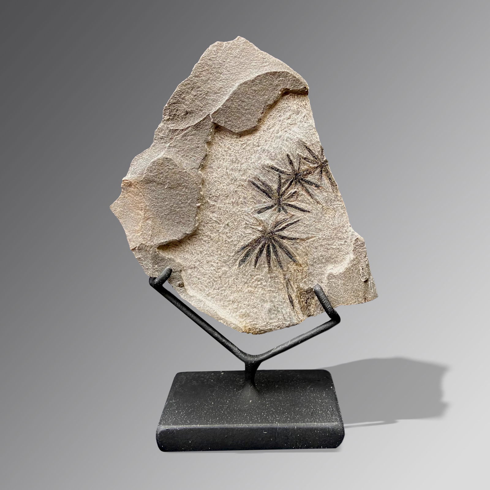 Fossil Fern (Annularia sphenophylloides) (1 of 1)