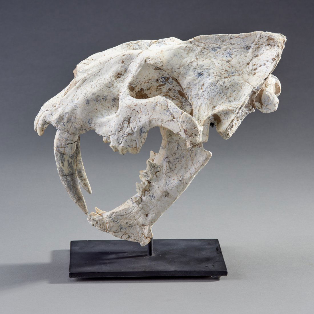 Fossil Large Sabercat Megantereon Skull: Eurasia, ca. Miocene 24 - 5 million years ago. Megantereon skull. A museum quality specimen. Custom stand included. Length: 11.5 inches / 29.21 cm