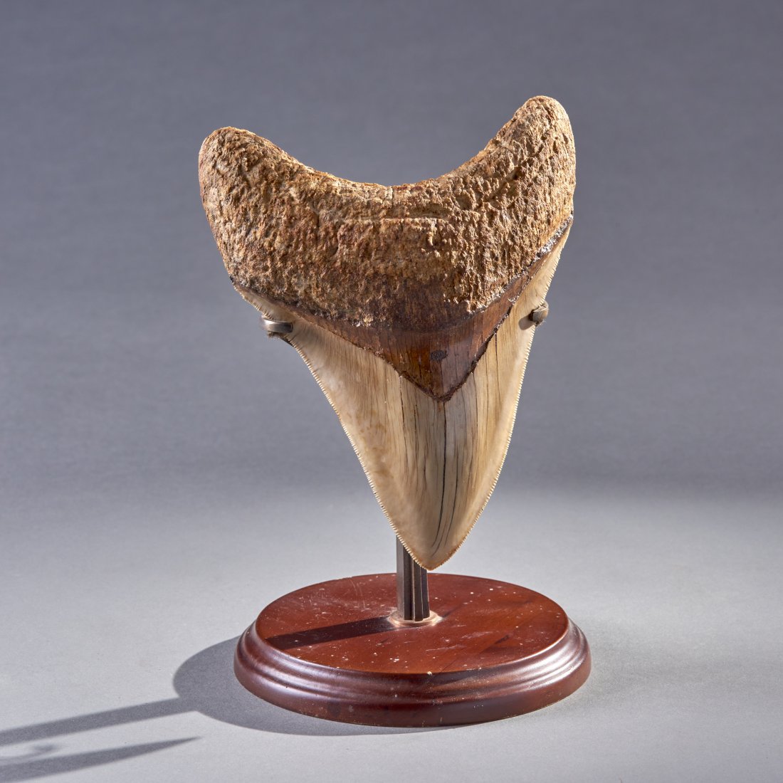 Huge Fossil Megalodon Giant Shark Tooth: Java, Indonesia, ca. Miocene 24 - 5 million years ago. Otodus Megalodon (formerly known as Carcharodon megalodon). At nearly 6.5", this is an enormous, near perfect tooth of the largest shark that eve