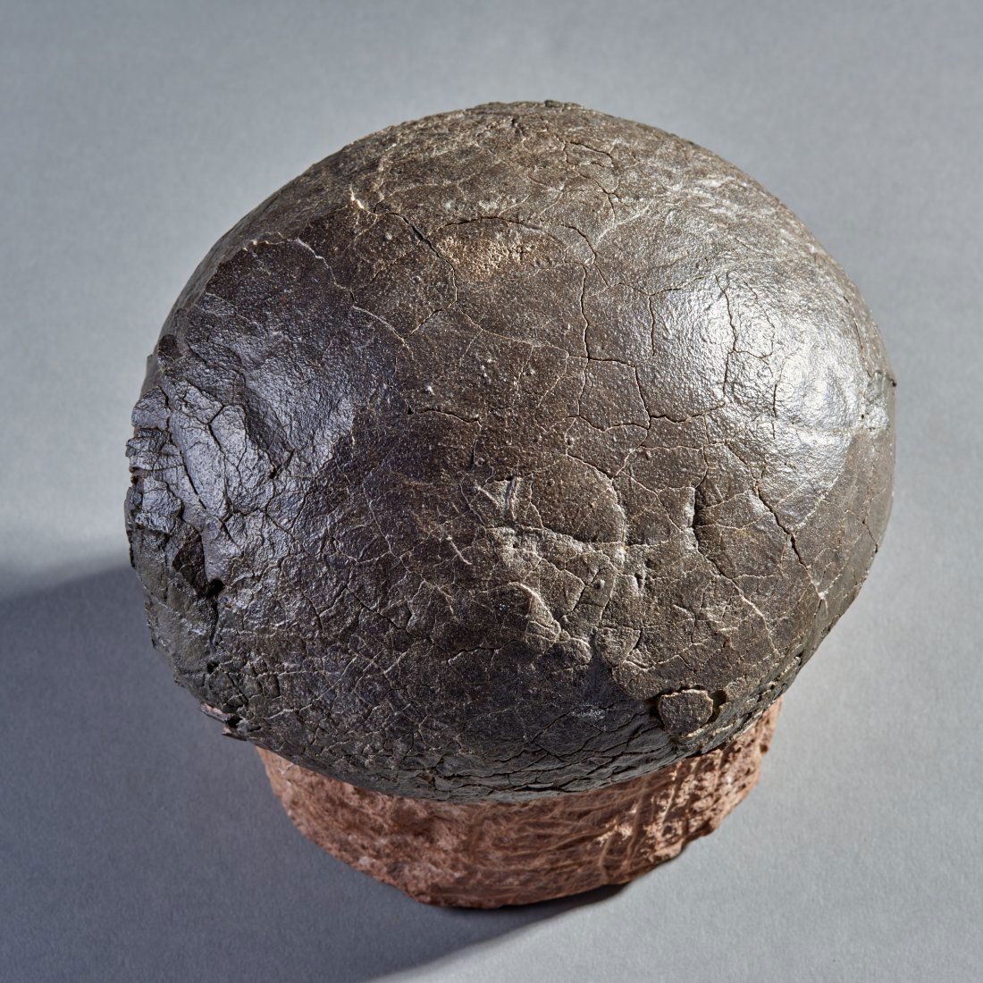 Fossil Hadrosaurus Dinosaur Egg: Central Asia, ca. 75 - 71 million years ago. Museum quality, large inflated Hadrosaurus egg with near complete shell that has been air abraded to remove all calcite. A beautiful example. Approximately