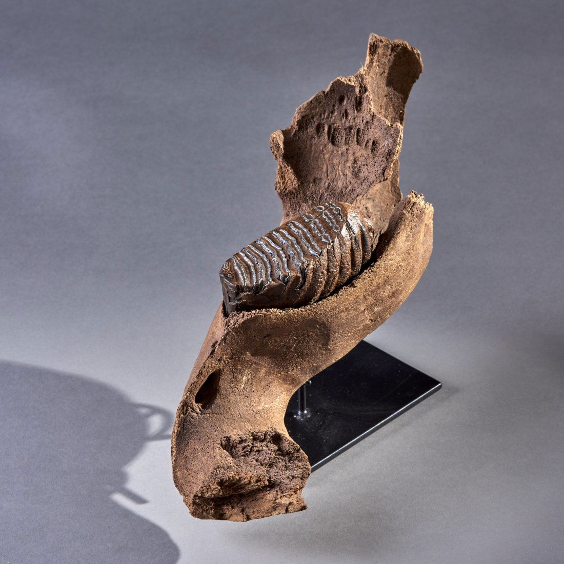 Fossil Mammuthus Primigenius Infant Woolly Mammoth Jaw: Yakut, Siberia, ca. pleistocene 2 million - 10000 years ago. A near pristine example of a tiny woolly mammoth mandible. Custom stand included. Jaw: 4 inches wide, 6 inches tall, 12 inches long. Tooth: