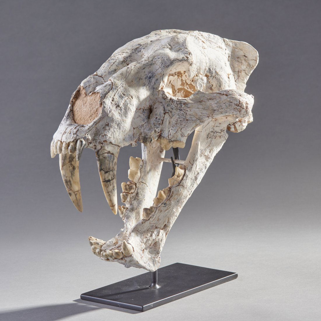 Fossil Large Sabertooth Cat Skull: Eurasia, ca. Miocene 24 - 5 million years ago. Amphimachairodus giganteus skull. A very fine example of this large sabercat. Custom stand included. All proceeds go to the Leo Project (https://www.thel