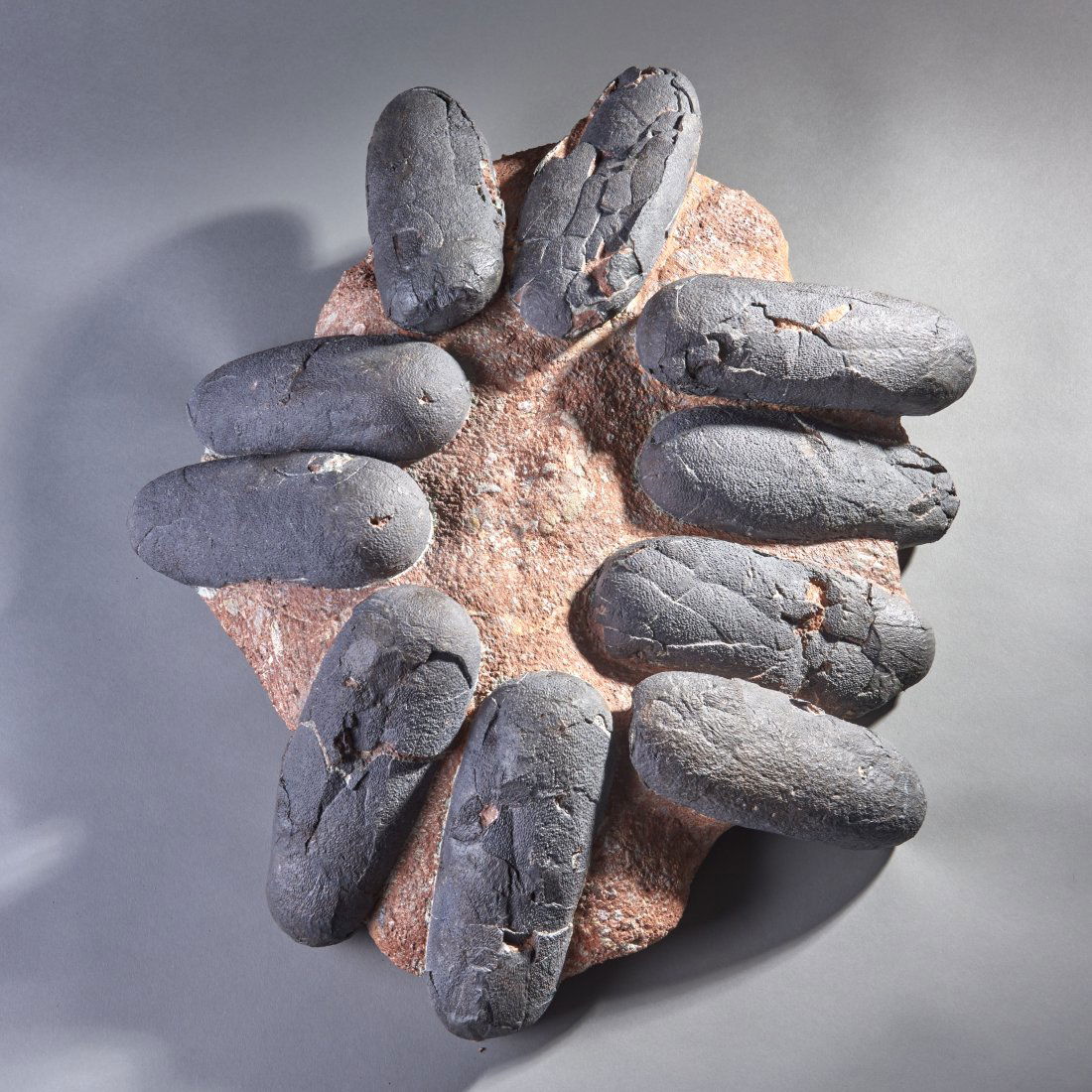 Fossil Citipati Dinosaur Egg Nest: Central Asia, ca. Late Cretaceous 75 - 71 million years ago. A complete nest of the largest known oviraptor, Citipati, consisting of 10 original eggs in the typical circular pattern. These are all com