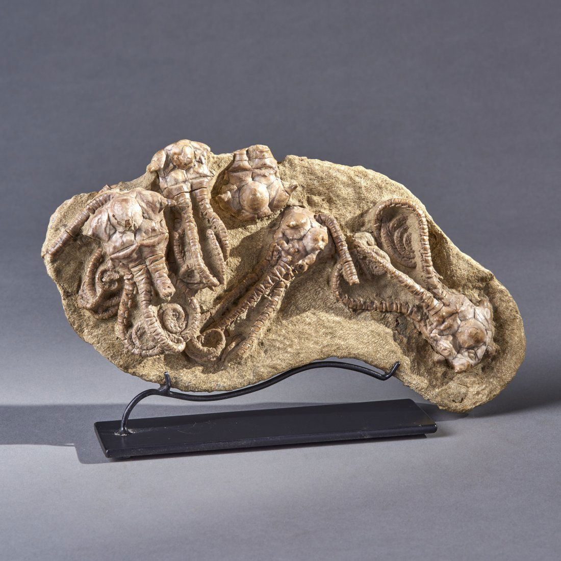 Fossil Jimbacrinus Bostoki Crinoid: Gascoyne Jct, Western Australia, a. Permian 298 - 252 million years ago. Extremely rare multi-specimen plate containing 5 complete and one partial Jimbacrinus. These highly collectible crinoids are on