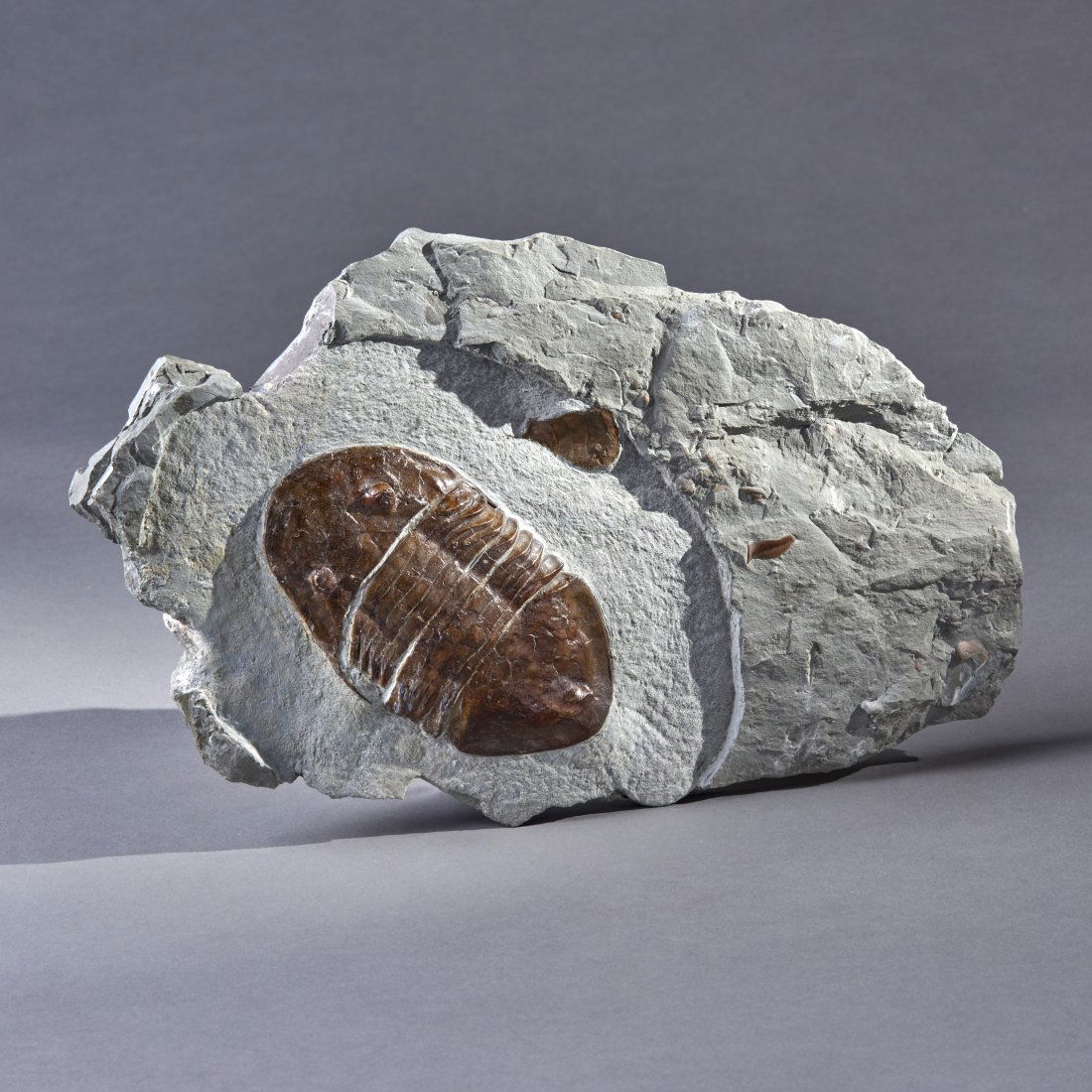 Fossil Isotelus Maximus Large Trilobite: Waynesville, Ohio, ca. Ordovician 505 - 438 milion years ago. Plate: 7.5 x 12 inches / 19.05 x 30.48 cm, Trilobite:3 x 5.2 inches / 7.62 x 13.21 cm