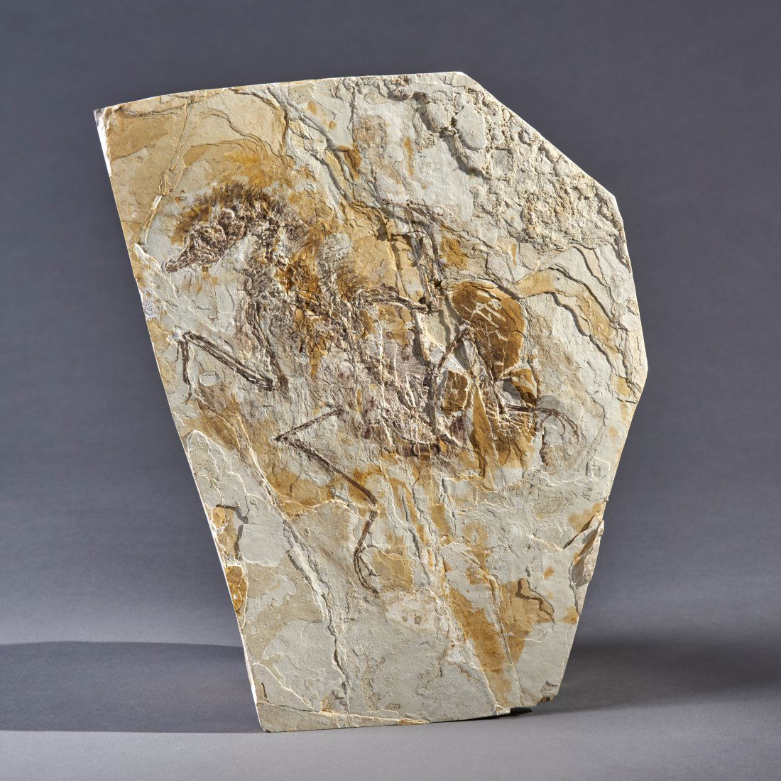 Fossil Cathayornicus Yandica Bird Fossil: Central Asia, ca. Cretaceous 145 - 100 million years ago. Excellent example of an early toothed bird. Feather impressions are clearly visible on the head and wings. Plate: 6.5 x 8.5 inches / 16.51 x 2