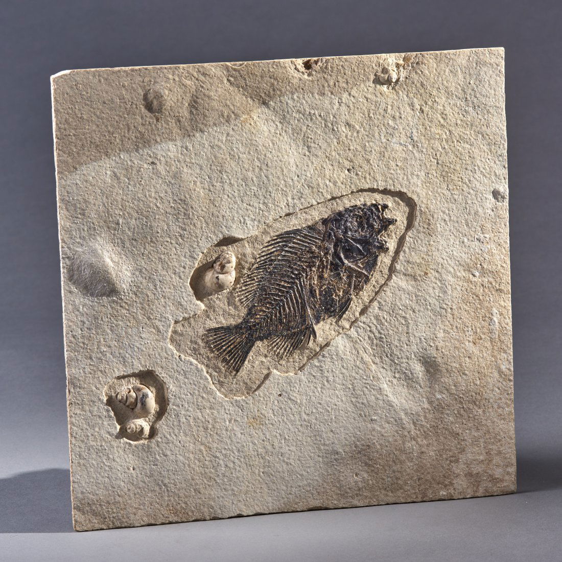 Fossil Priscara Fossil Fish & Gastropods: Green River Formation, ca. Eocene 33 - 56 million years ago. Incredibly detailed fossil fish from the 18" layer of the famous Green River Formation. Naturally occurring gastropods are very rare and on