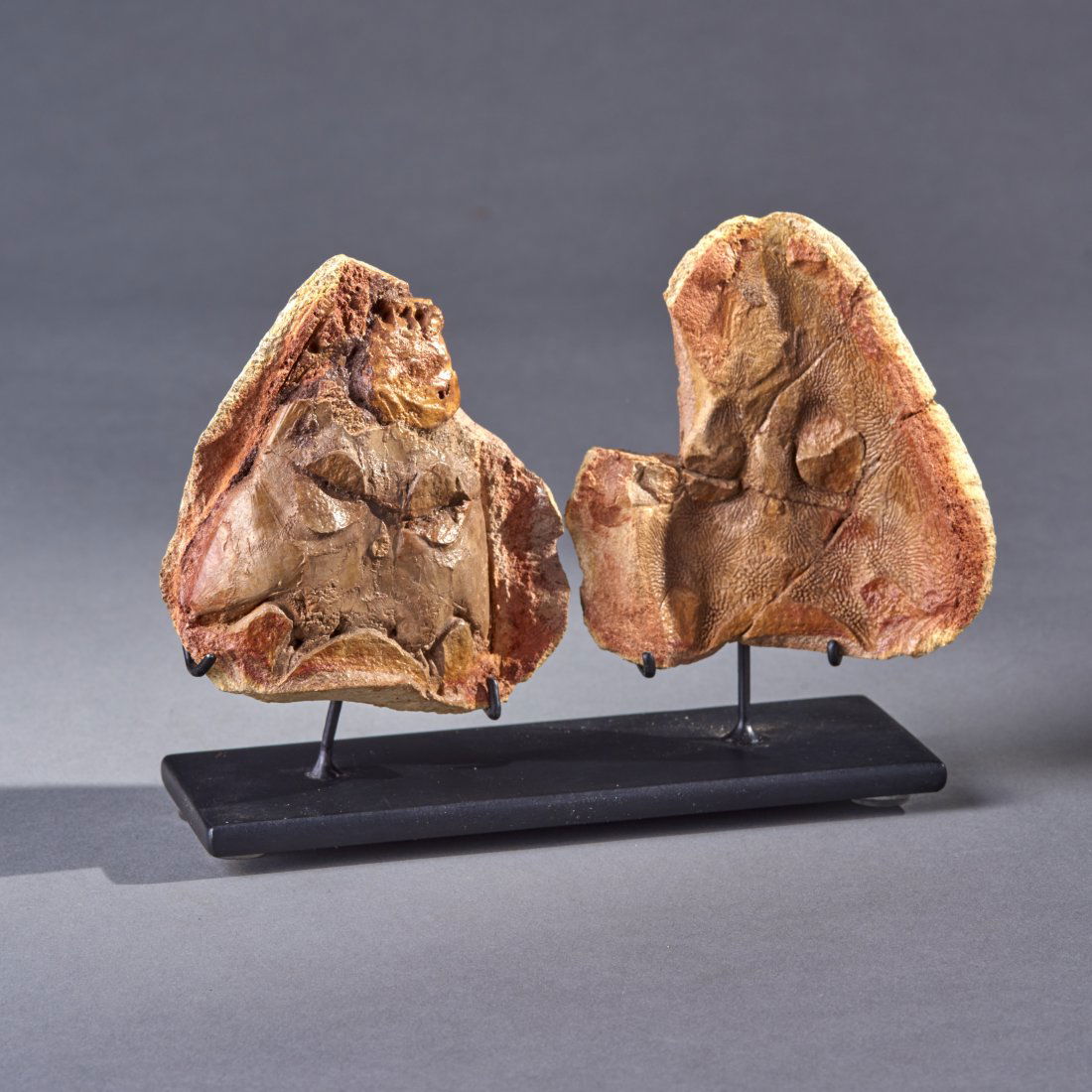 Fossil Edingerella Madagascariensios Fossil Amphibian: Madgascar, ca. Lower Triassic. Fantastic example of a highly detailed positive/negative skull of a super rare amphibian. Custom stand included. Skull: 3.5 x 3.25 inches / 8.89 x 8.26 cm