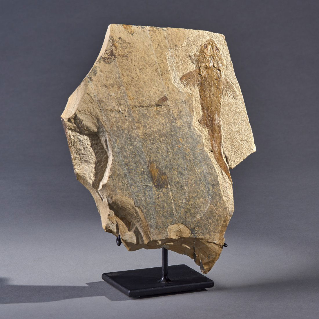 Fossil Peipiaosteus Pani Fossil Sturgeon: Central Asia, ca. Early Cretaceous 145 - 100 million years ago. Exquisite details highlight this early peipiaosteus oani fish fossil. Custom stand included.