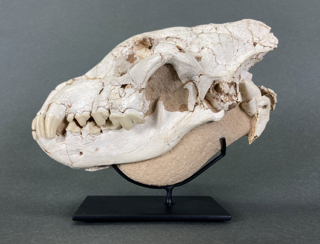 Fossil Chasmaporthetes: Eurasia, ca. Miocene 24 - 5 million years ago. Museum grade skill of an extinct hyena-like animal known as the running or hunting hyena. A very rare species, this specimen exhibits nearly perfect teet