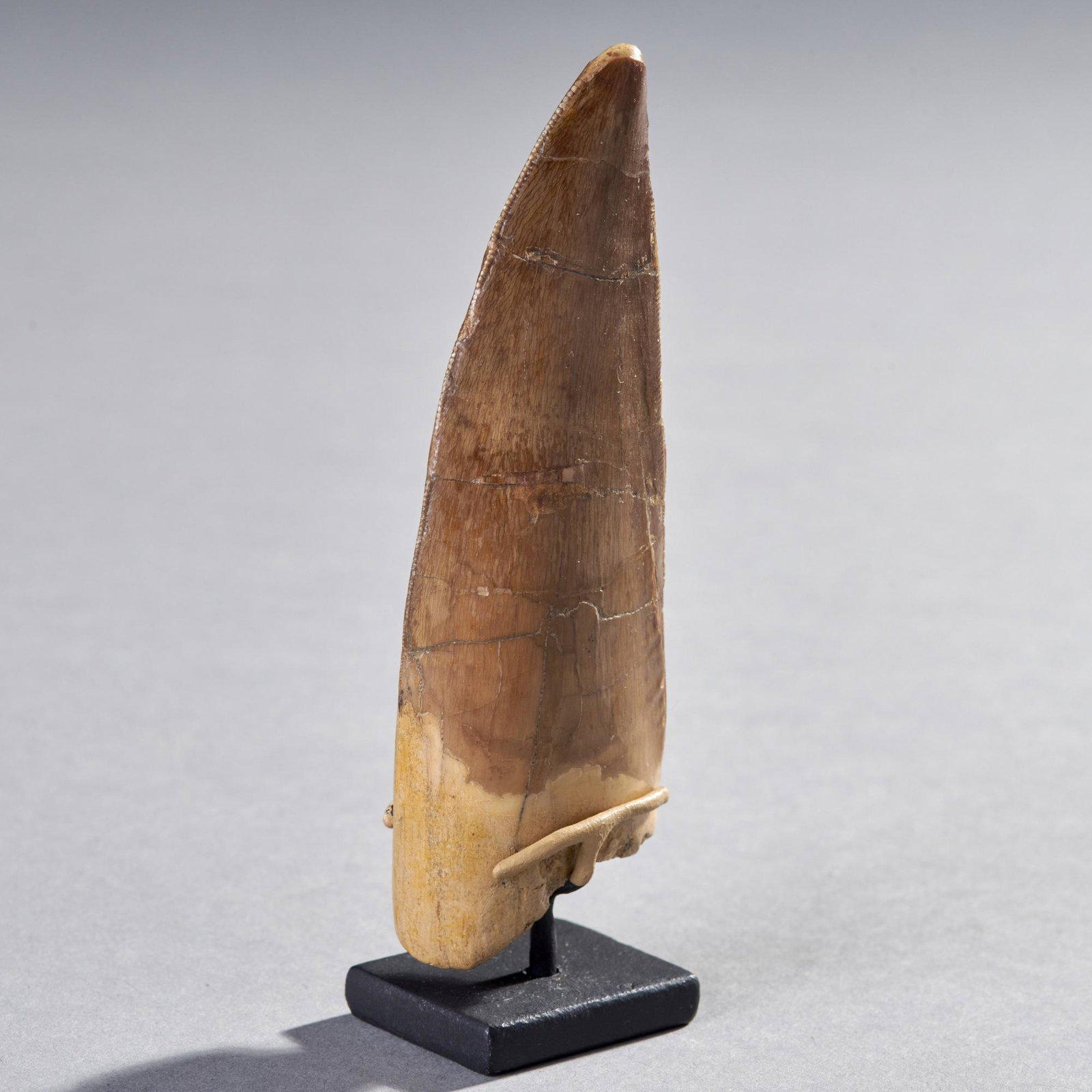 Fossil Carcharodontosaurus African T-Rex Tooth: North Africa, Circa Late Cretaceous Period (100 - 70 mya). An extra-large unrestored theropod tooth displaying good serrations on both edges and nice natural feeding wear on the tip. Custom stand incl