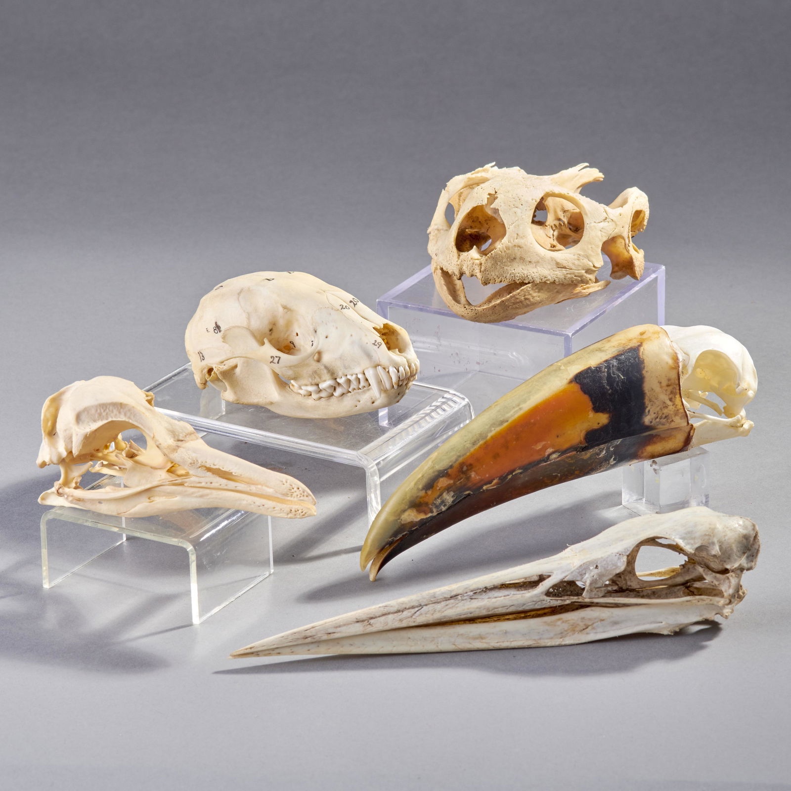 Five Small Animal Skulls (1 of 2)