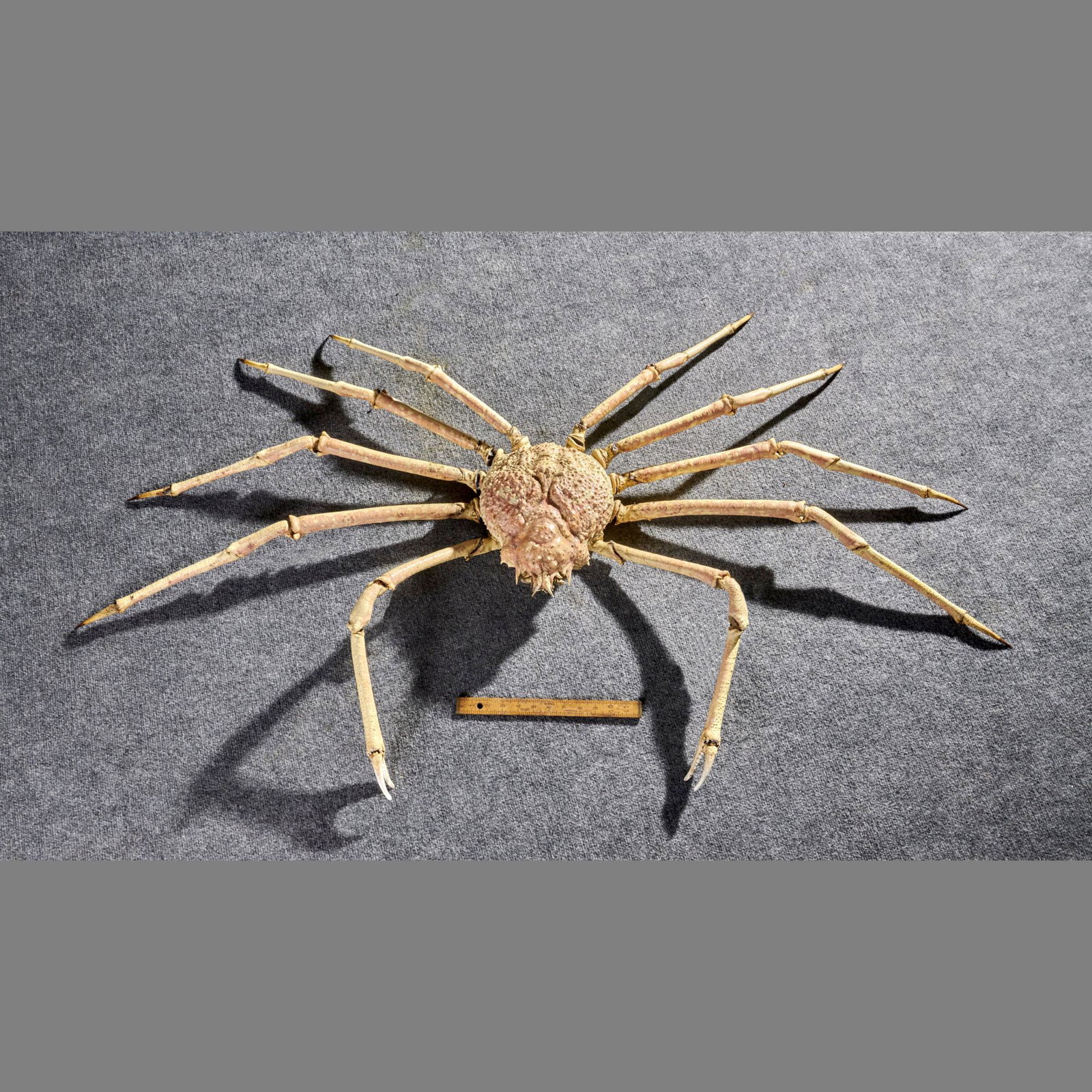 Rare Taxidermy Giant Spider Crab (1 of 4)