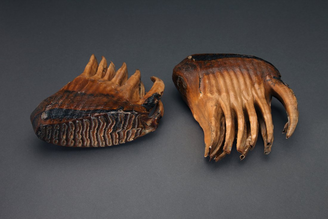 Very Fine Pair Of Wooly Mammoth Molars (1 of 2)