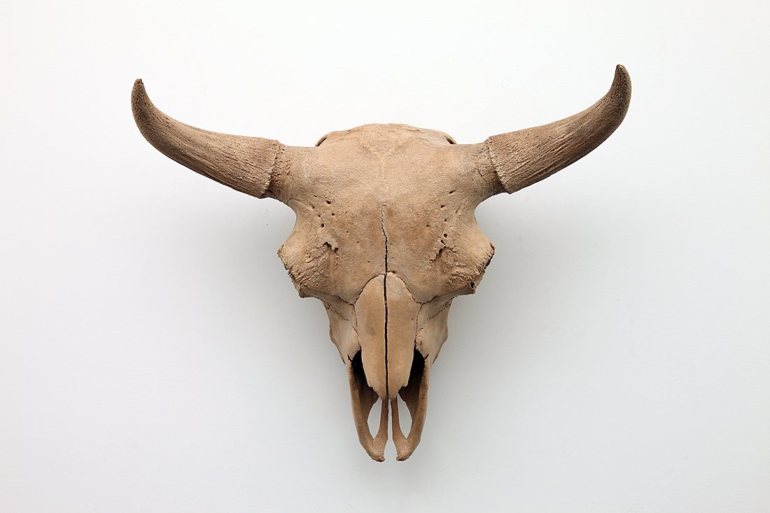 Rare Large Extinct  American Bison Skull (1 of 4)