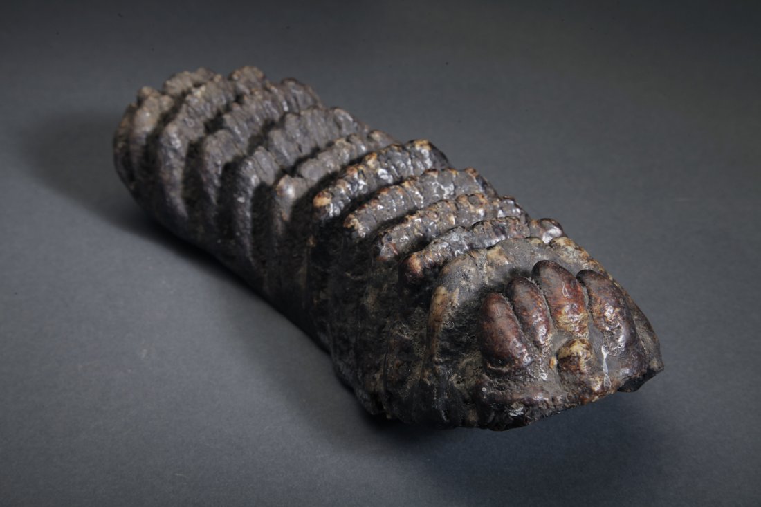 Fossil Stegodon Molar (1 of 3)