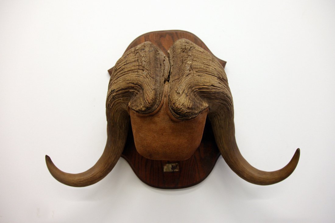 Musk Ox Horns (1 of 1)