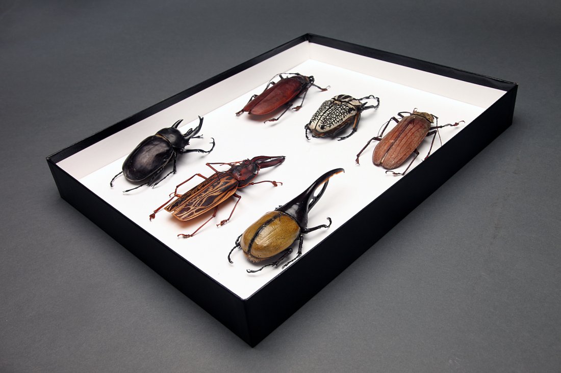 Taxidermy Group of 6 Very Large Beetles (1 of 2)