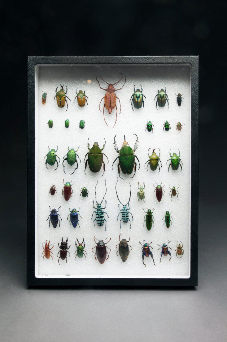 Collection of Colorful Iridescent Insect Specimens (1 of 1)