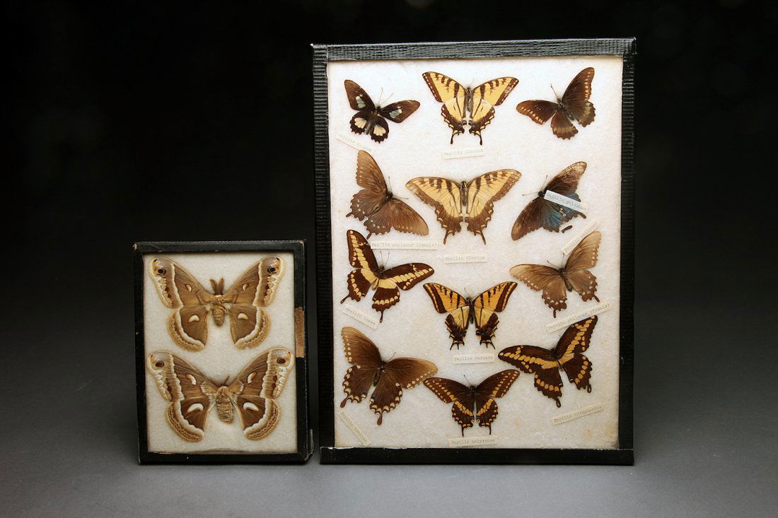 2 Vintage Frames of Butterflies and Moths (1 of 1)
