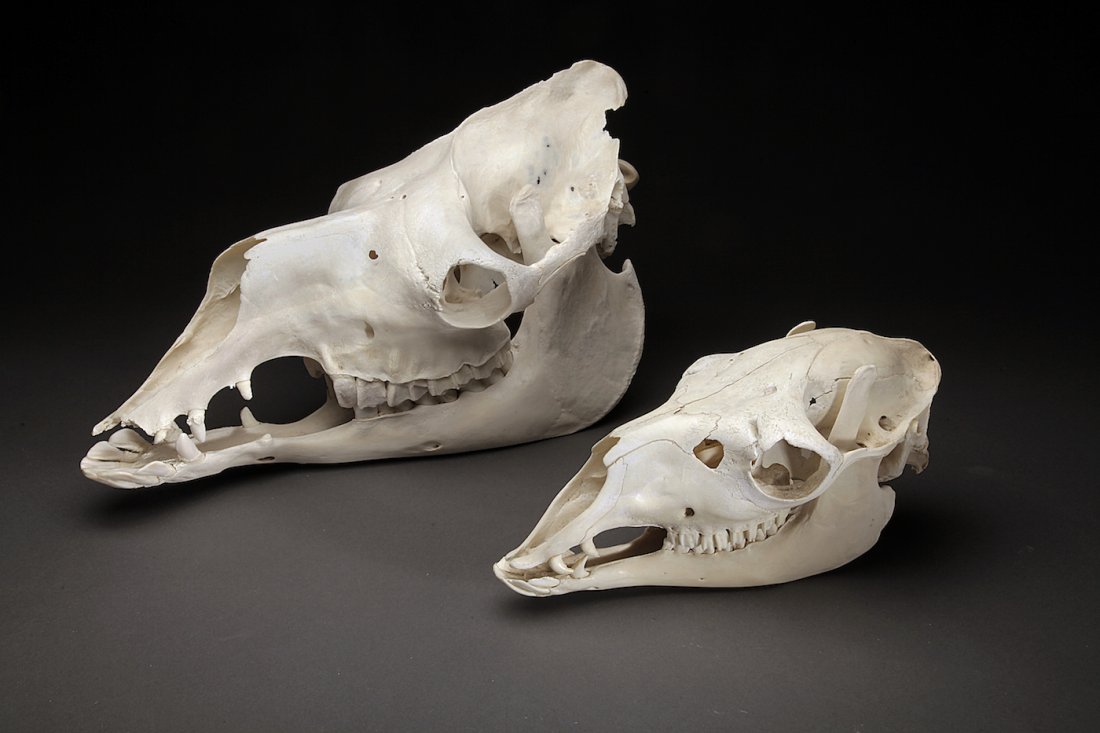 2 Skulls (Camel & Llama) (1 of 1)