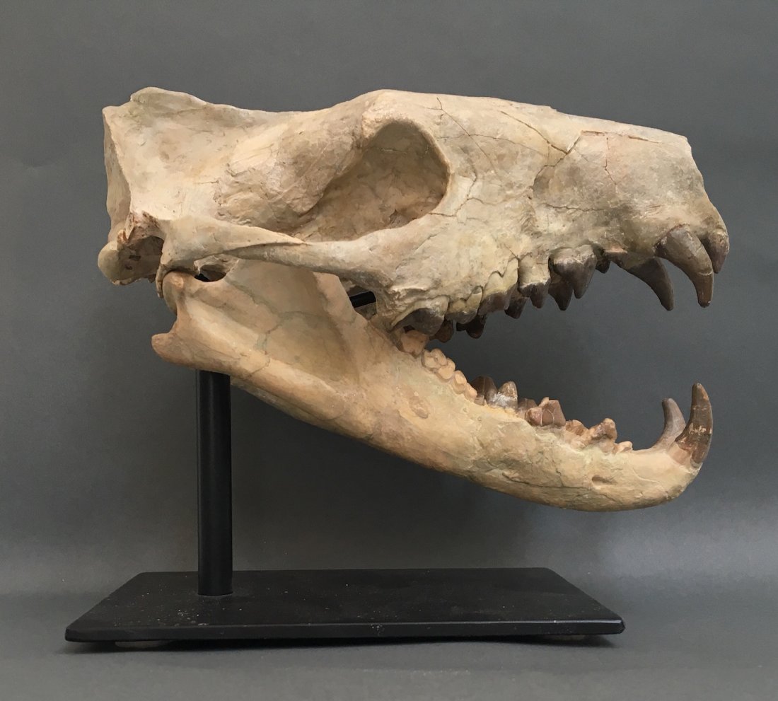 Fine Fossil Skull of Hyaenodon Horridus