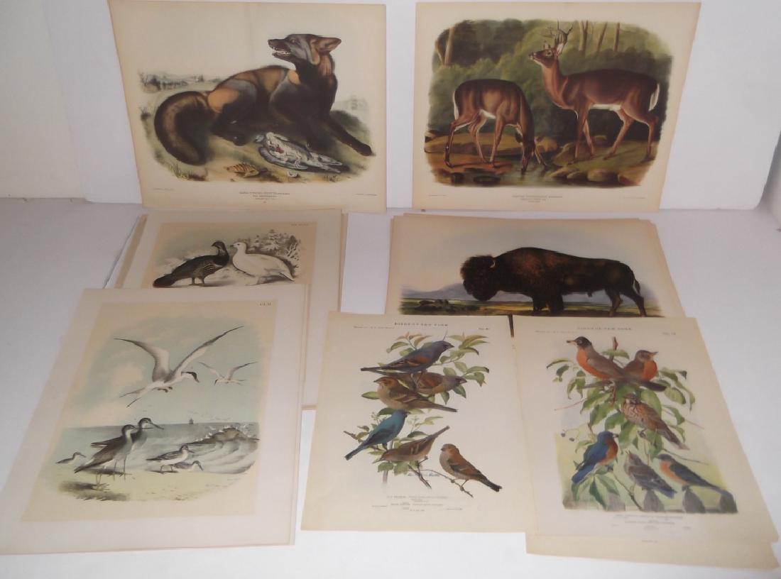 26 animal & bird lithographs (1 of 16)