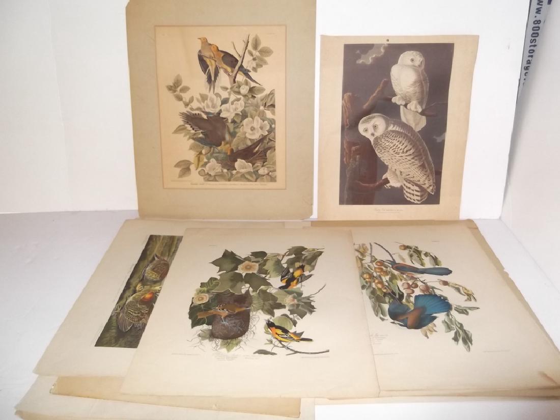 John J. Audubon bookplate lithograph prints (1 of 20)
