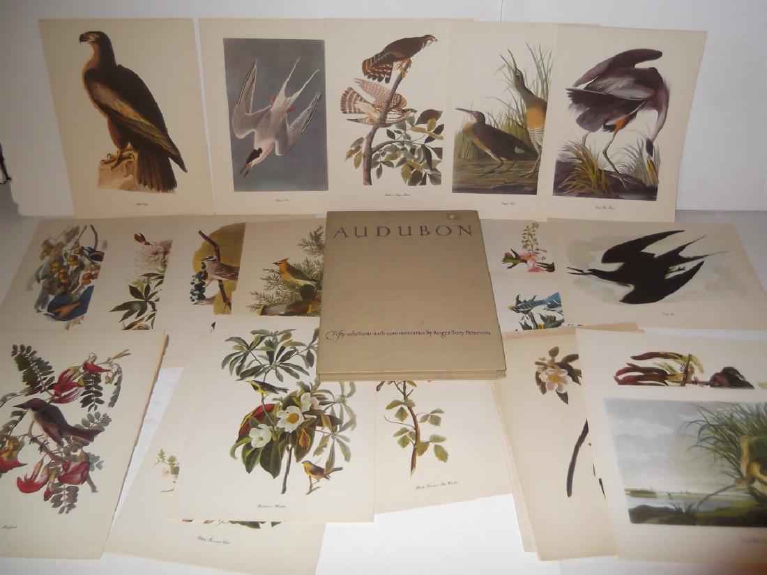 50 Audubon birds of America lithograph prints (1 of 5)