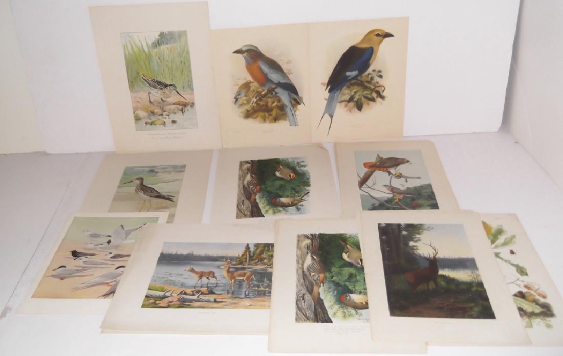 30 bird & animal  lithographs (1 of 9)