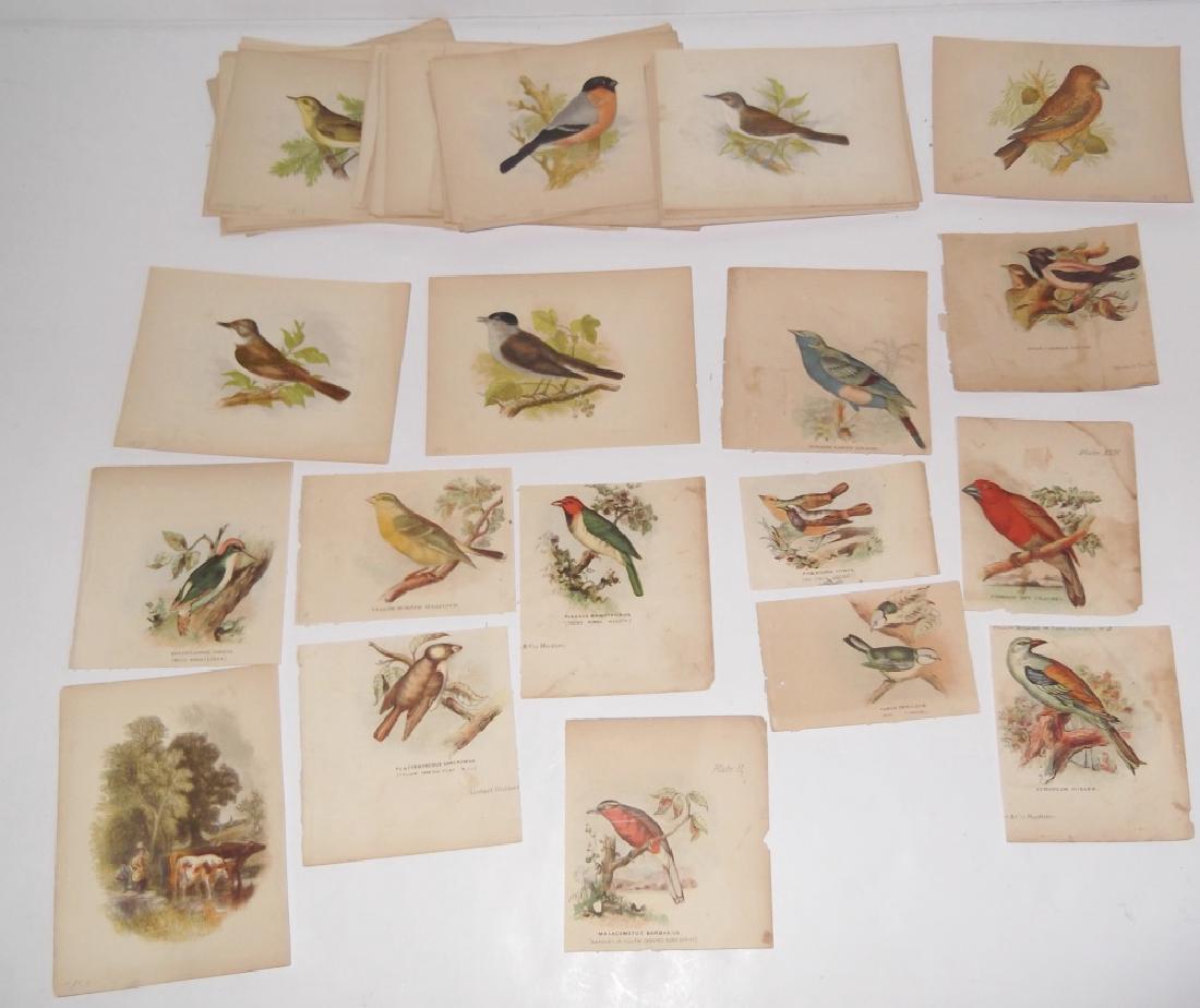 59  20th century bird  lithographs (1 of 8)
