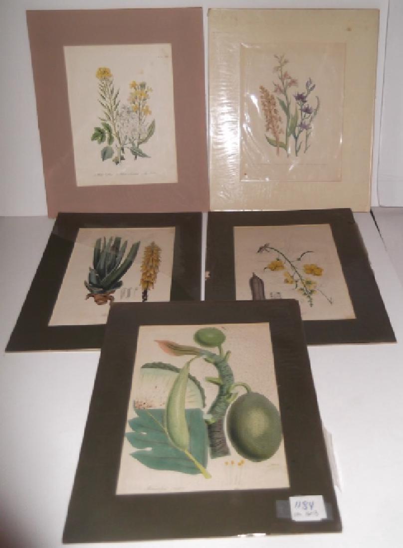 5 18th/19th c. floral engravings/etching (1 of 3)