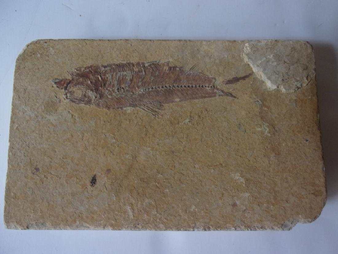 Diplomystus Fish fossil (1 of 2)